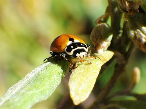 Close up of a variegated lady beetle.