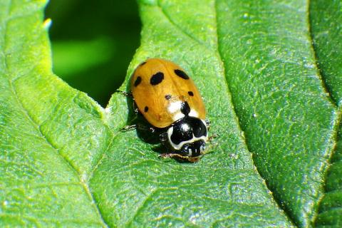 Close up of a Variegated Lady Beetle