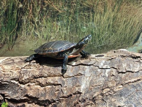 A dark-brown coloured Western Painted Turtle sits basking on a log. 