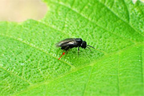 A small black sawfly sitting atop a bright, green leaf. A small red arrow points to the sawfly's rear ovipostor (leg).