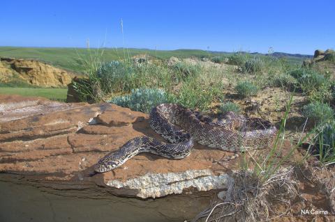 A snake with brown and beige colours basking in the sun on a flat rock.