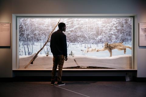 A man is standing in front of, and looking at the RAM diorama display of a Lynx chasing a rabbit.