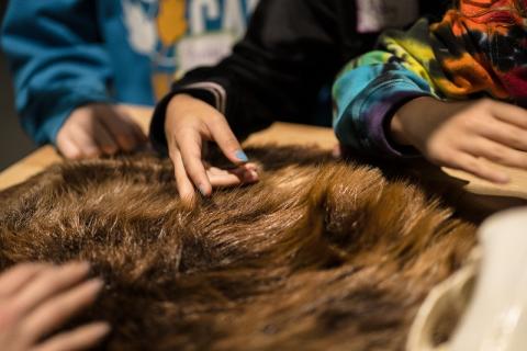 Four children reaching toward and learning about a fur specimen. 