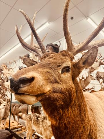 A close up of a mounted elk specimen from the RAM collection. Many other taxidermy animals can be seen in the background.