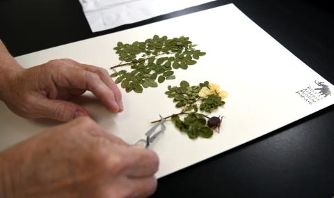 hands press plants onto paper for preservation