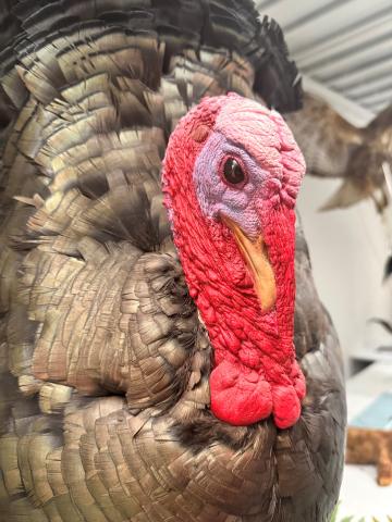 a taxidermied turkey