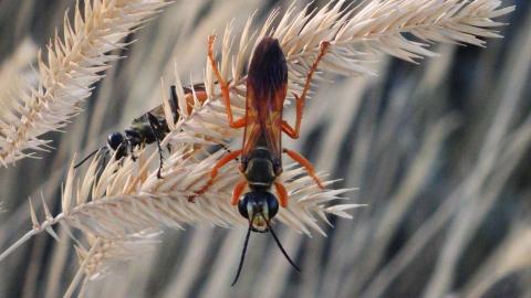 A Great Golden Digger Wasp (Sphex ichneumoneus) from Bow Island, Alberta (© Matthias Buck). The wasps in the photo are a golden, red-ish colour. They are perched on light beige coloured foliage.