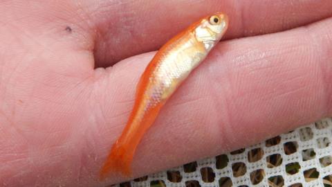 A rosy red minnow lays across the fingers of an open hand.