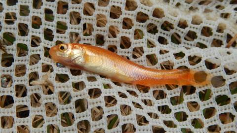 A rosy red minnow lays on a white net, resting on the ground