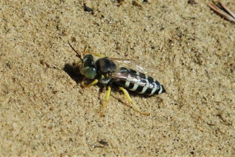 A sand wasp (Bembix americana) from the North Bruderheim Provincial Recreation Area near Edmonton (© Matthias Buck). The wasp is standing on sand. It has black and white stripes and yellow legs.