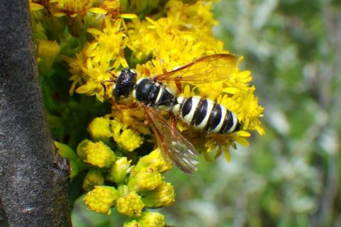 A weevil wasp (Cerceris sexta) from the Twin River Heritage Rangeland Natural Area in southern Alberta (© Matthias Buck). The wasp is black and white stripped. It is perched on golden, yellow coloured flowers.