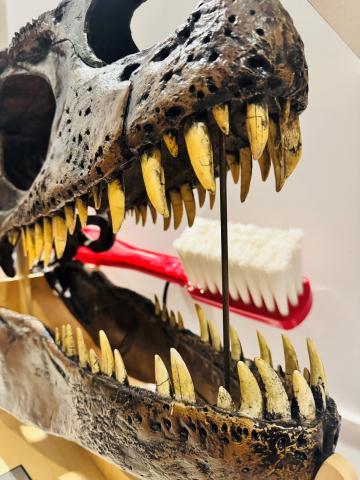 A huge model of a dino skull. A giant red fake toothbrush can be seen behind the dino's open mouth.