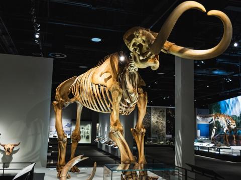 A mammoth skeleton stands in the Royal Alberta Museum Natural History Hall