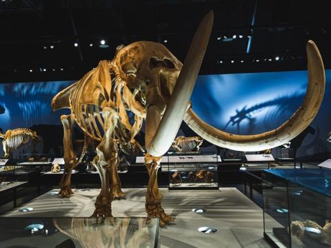 A photo of the mastodon skeleton cast on display in RAM's Natural History Hall. The cast resembles the shape of an elephant, with large tusks pointing toward the camera