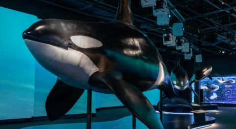 photo of a full-size replica of an orca