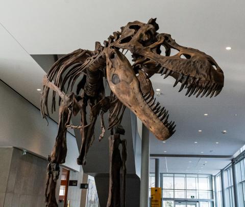 Albertosaurus articulated skeleton in the entrance of the Royal Alberta Museum