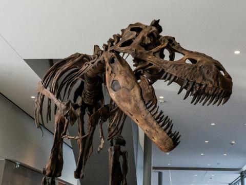Albertosaurus articulated skeleton in the entrance of the Royal Alberta Museum