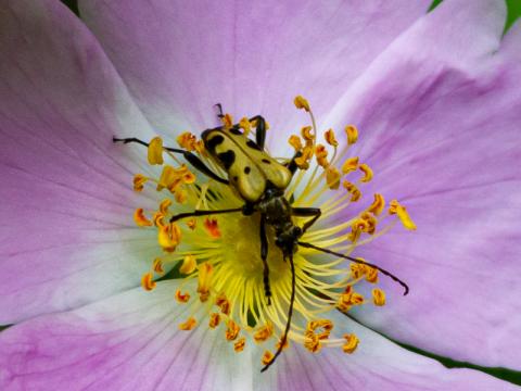 Beetle Blog - Flower Longhorn Beetle 2