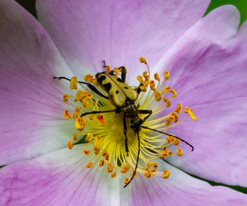 Flower Longhorn Beetle.