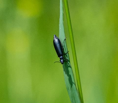 Nuttall's Blister Beetle