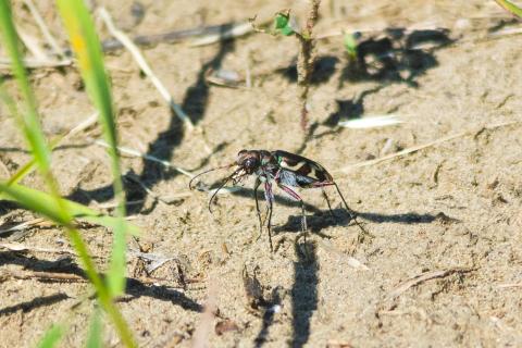 Oblique-lined Tiger Beetle