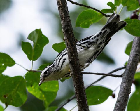 Black-and-white Warbler