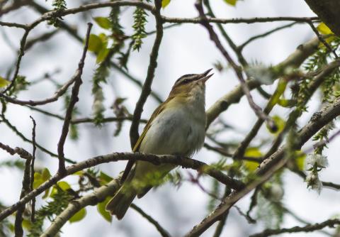 Red-eyed Vireo