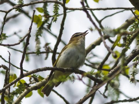 Image Red-eyed Vireo, photo by Nick Carter