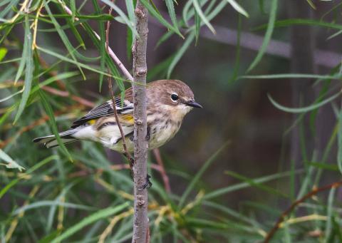 Yellow-rumped Warbler
