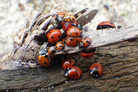 Lady Beetles on Driftwood