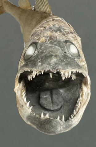 A creepy looking badly taxidermied fish. The fish is facing the camera. It's mouth is wide open and full of teeth.