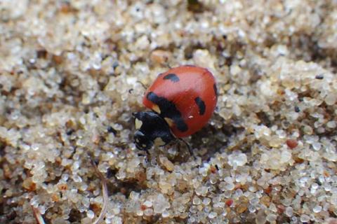 transverse lady beetle