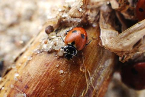 variegated lady beetle spotted at Cold Lake