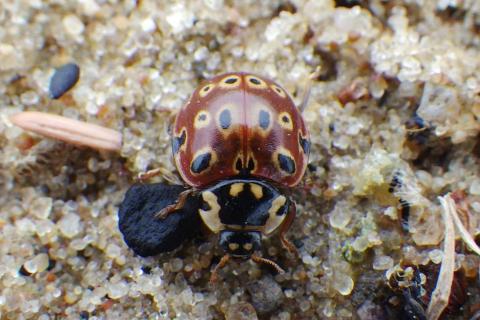 eye-spotted lady beetle