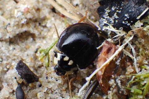fifteen-spotted lady beetle (black form)