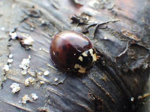 fifteen-spotted lady beetle (dark red form)