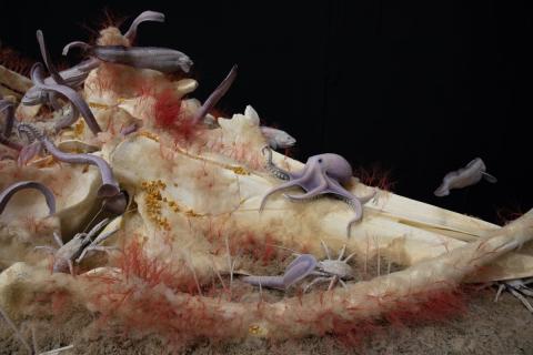When a whale dies, it eventually sinks to the bottom of the ocean, where it becomes the foundation of a new ecosystem, like the one seen here. This 10-foot-long diorama shows how the whale’s body serves as nutrients and supports hundreds of species for decades.