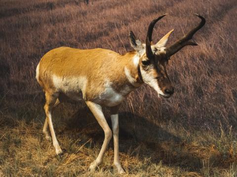 Male Pronghorn in the RAM Natural History Gallery