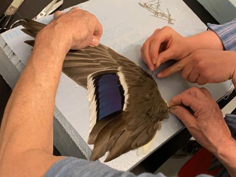 Two sets of hands working with a bird wing in a workshop.