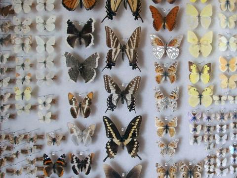 A large collection of pinned butterflies of various subspecies.