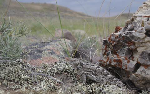 Phrynosoma hernandesi (greater short-horned lizard), RM 17, SK. Photo by NA Cairns
