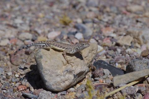 Callisaurus draconoides (zebra-tailed lizard) from Lincoln Co, NV, USA. Photo by NA Cairns
