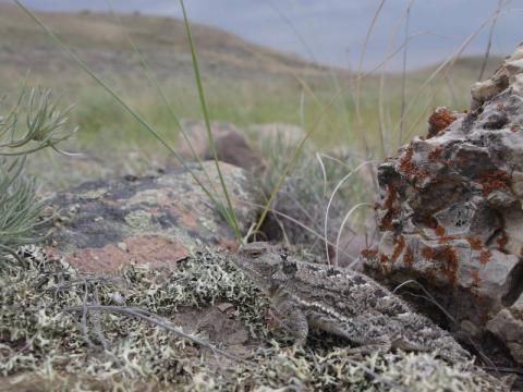 Phrynosoma hernandesi (greater short-horned lizard), RM 17, SK. Photo by NA Cairns 