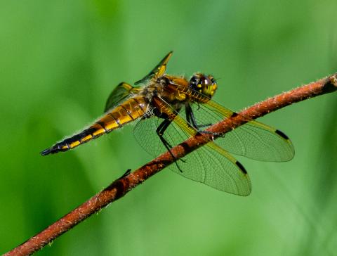 A type of dragonfly called a Four-spotted Skimmer stands perched on a stick.