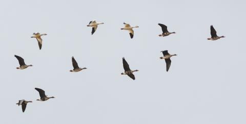 A flock of geese flying in a rough V formation