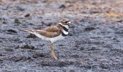 A killdeer bird stands on an expanse of wet sand