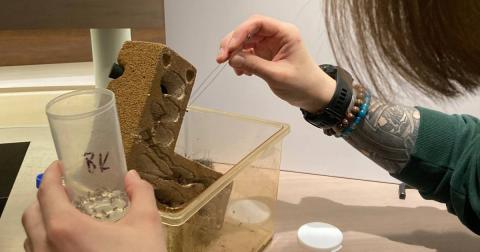 A Live Animals Team member uses tweezers to carefully move an ant.