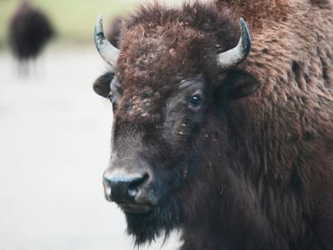 a photo of a bison