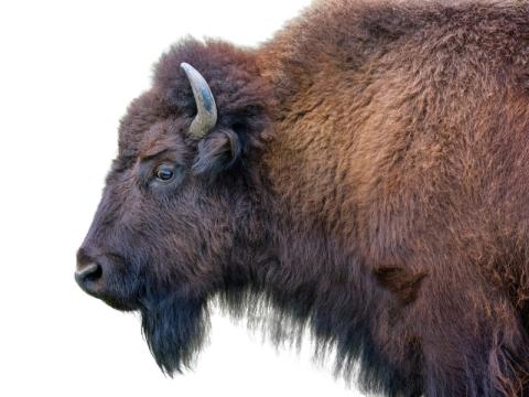 close up of a taxidermied bison