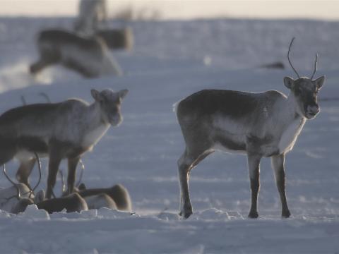 photo of several caribou in the snow